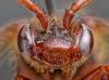 Nomada signata